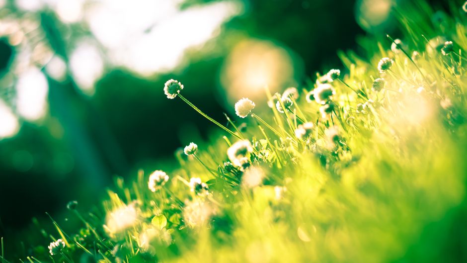 A vibrant and lush meadow bathed in sunlight with blooming white flowers symbolizing springtime.