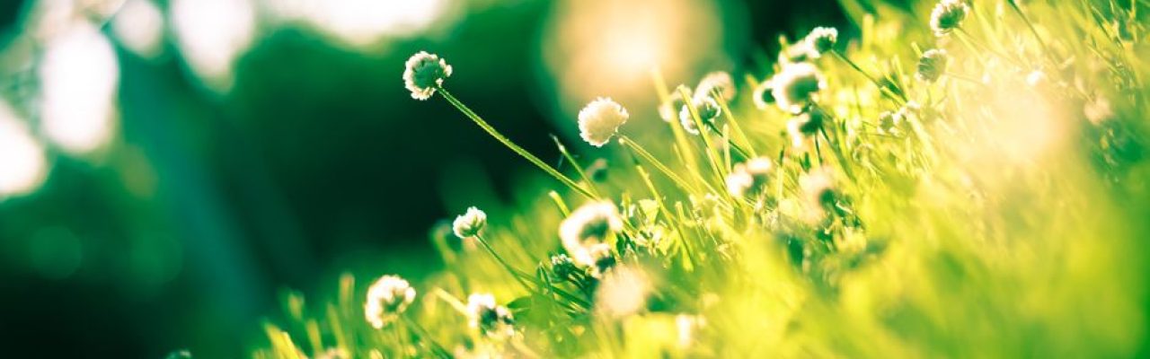 A vibrant and lush meadow bathed in sunlight with blooming white flowers symbolizing springtime.